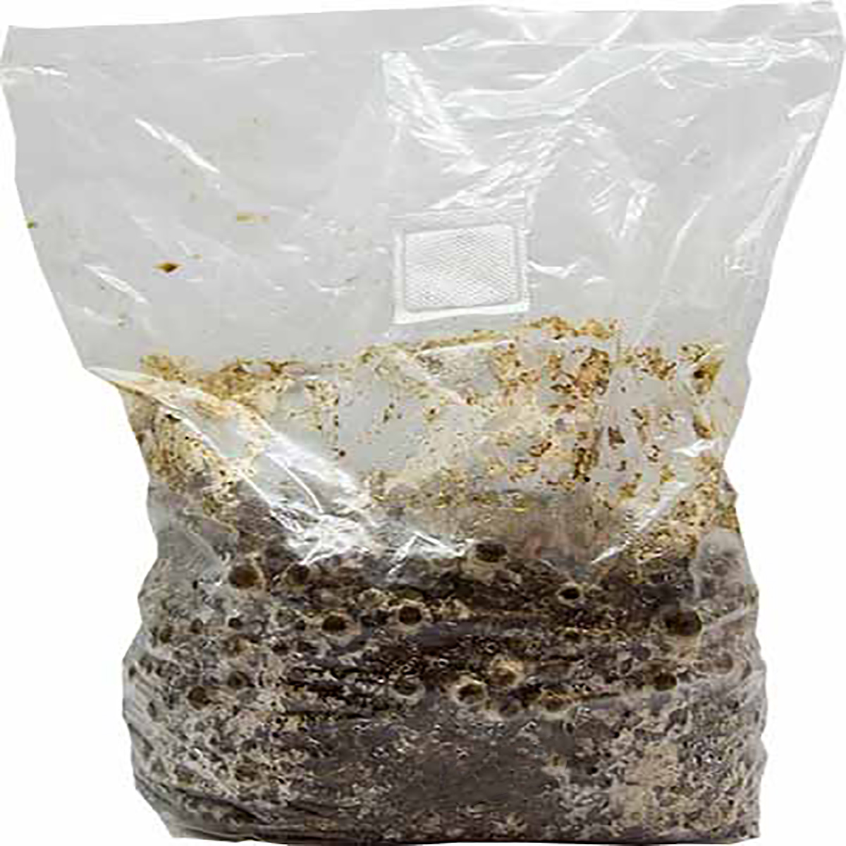 Cordyceps (Maczużnik) gotowe podłoże 3kg - obrazek 3
