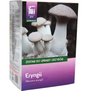 Pleurotus eryngii