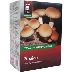Agrocybe aegerita
