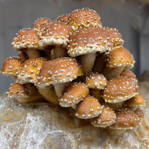 pholiota adiposa