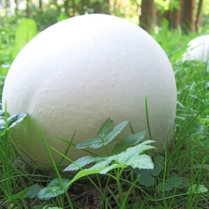Purchawica olbrzymia, Calvatia gigantea grzybnia do ogrodu 750 ml
