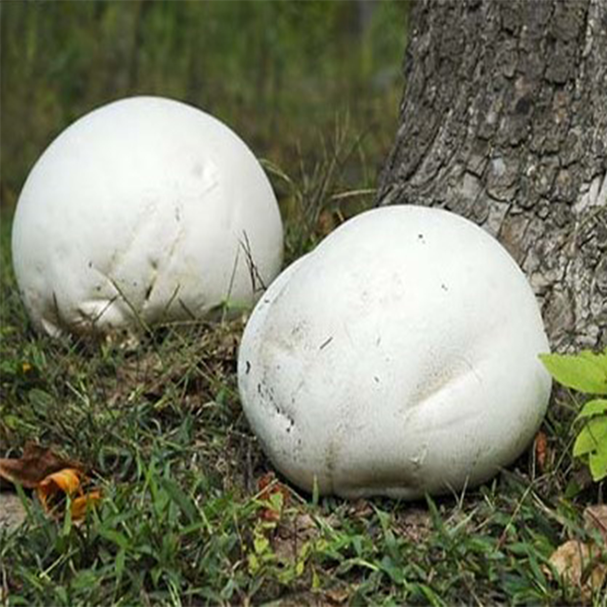 Purchawica olbrzymia, Calvatia gigantea grzybnia do ogrodu 750 ml - obrazek 3