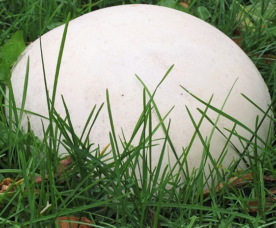 Purchawica olbrzymia, Calvatia gigantea grzybnia do ogrodu 750 ml - obrazek 5