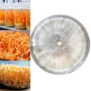 Cordyceps szalka Petriego