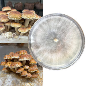Chestnut Mushrooms, Łuskwiak tłustawy szalka Petriego