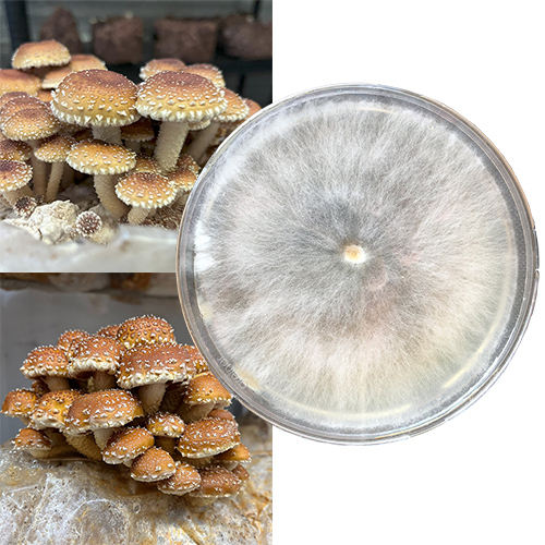Chestnut Mushrooms, Łuskwiak tłustawy szalka Petriego
