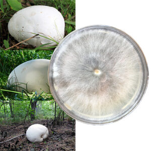 Calvatia gigantea szalka Petriego