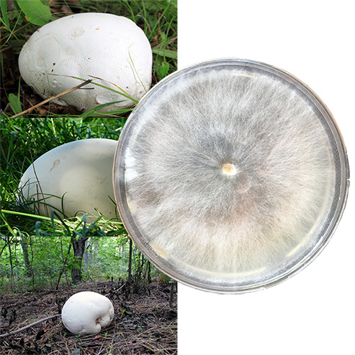 Calvatia gigantea szalka Petriego