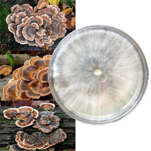 Trametes versicolor szalka Petriego