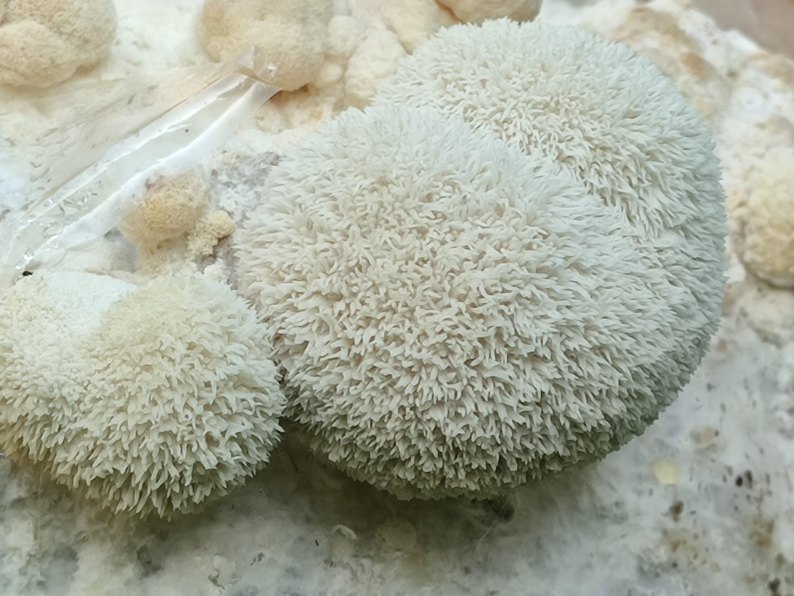Soplówka jeżowata - Hericium erinaceus - grzyby mielone 100g - obrazek 3