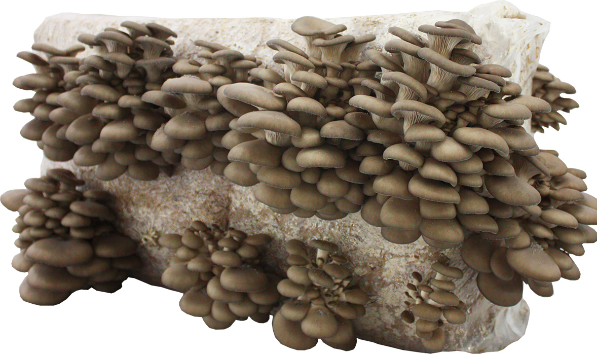 Boczniak ostrygowaty balot i Shiitake 3l - zestaw - obrazek 3