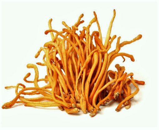 Cordyceps sinensis - Maczużnik chiński - 90 kap. - obrazek 3