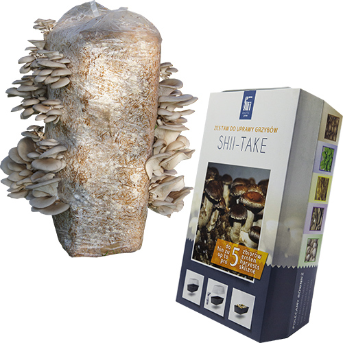 Boczniak ostrygowaty balot i Shiitake 3l - zestaw
