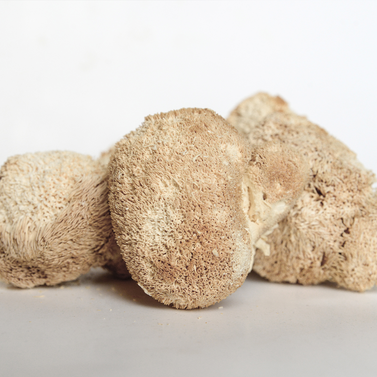 Soplówka jeżowata - Hericium erinaceus - grzyby mielone 100g - obrazek 2