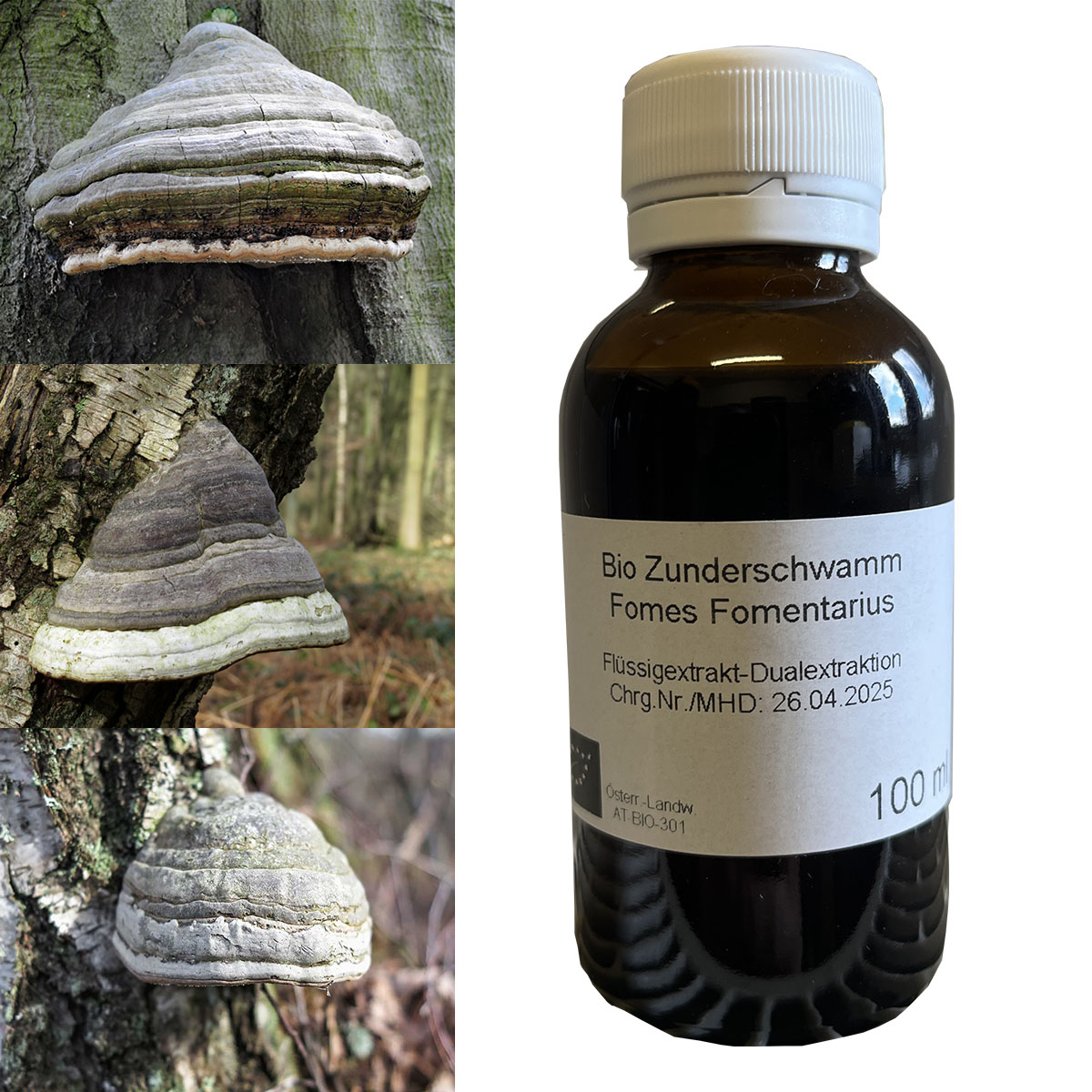 Hubiak pospolity Fomes fomentarius ekstrakt 100 ml BIO