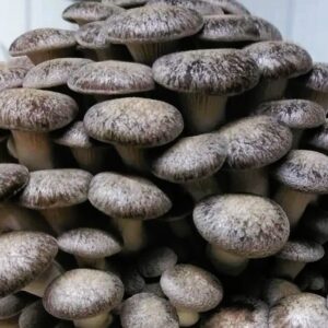 Black Pearl Oyster gotowe podłoże 3 kg