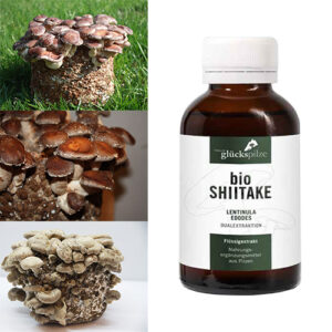 Shiitake Lentinula edodes ekstrakt 100ml BIO
