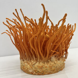 Cordyceps militaris - Maczużnik bojowy gotowe podłoże