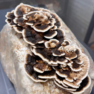 Wrośniak różnobarwny, Trametes Versicolor grzybnia na kołkach 20 szt.