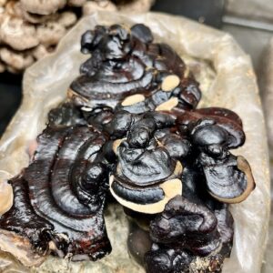 Black Reishi - Ganoderma sinense gotowe podłoże 3 kg