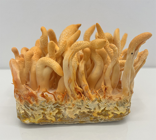 Mój sprawny Umysł - 70 g - obrazek 3