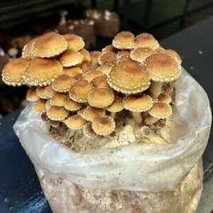 Chestnut Mushroom (Pholiota adiposa) grzybnia na ziarnie 1l