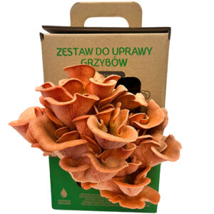 Boczniak różowy MUSHROOMS GROW KIT