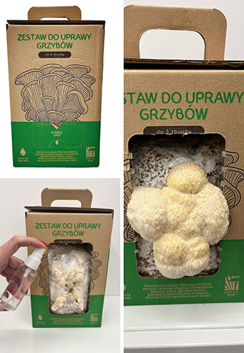 Soplówka jeżowata MUSHROOMS GROW KIT - obrazek 3