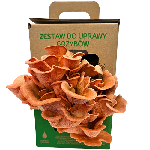 Boczniak różowy MUSHROOMS GROW KIT