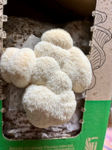 Soplówka jeżowata (Lion’s Mane) – starter do uprawy w Grow Boxie - obrazek 7