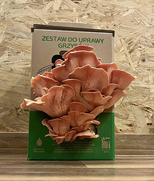 Boczniak różowy MUSHROOMS GROW KIT - obrazek 5