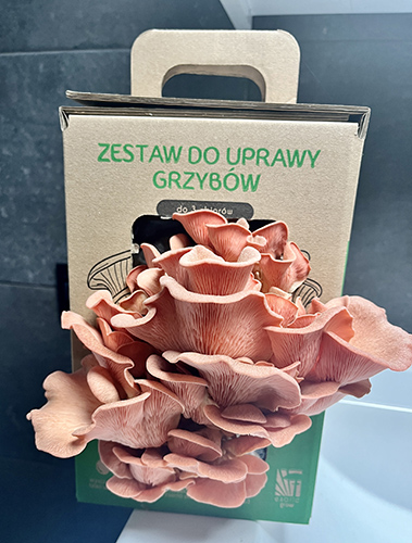 Boczniak różowy MUSHROOMS GROW KIT - obrazek 6