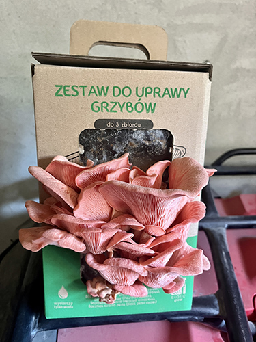 Boczniak różowy MUSHROOMS GROW KIT - obrazek 7