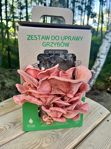 Boczniak różowy MUSHROOMS GROW KIT - obrazek 8