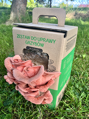 Boczniak różowy MUSHROOMS GROW KIT - obrazek 9