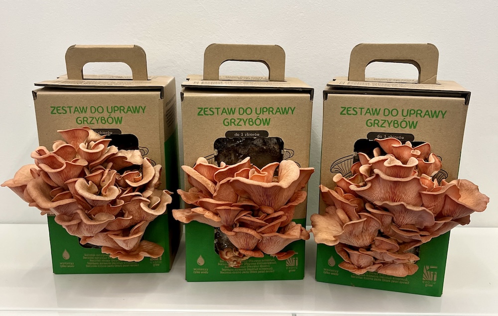 Boczniak różowy MUSHROOMS GROW KIT - obrazek 10