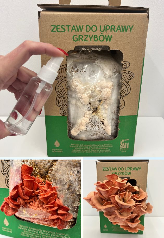 Boczniak różowy MUSHROOMS GROW KIT - obrazek 4