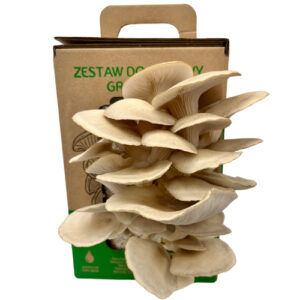 Boczniak ostrygowaty MUSHROOMS GROW KIT