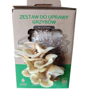 Boczniak cytrynowy MUSHROOMS GROW KIT