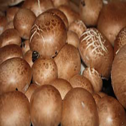Pieczarka brązowa 15l MUSHROOMS GROW KIT - obrazek 3