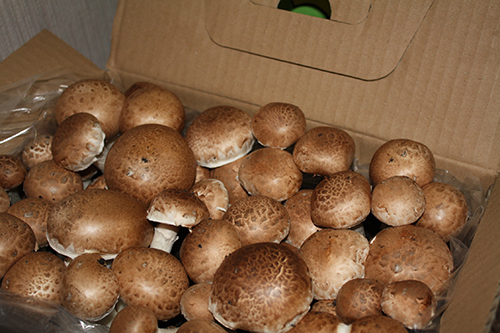 Pieczarka brązowa 15l MUSHROOMS GROW KIT - obrazek 4