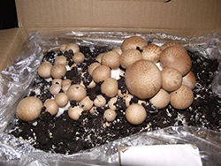 Pieczarka brązowa 15l MUSHROOMS GROW KIT - obrazek 5