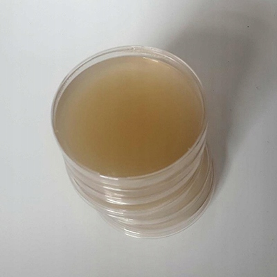 Cordyceps militaris płynna grzybnia 10ml - obrazek 4