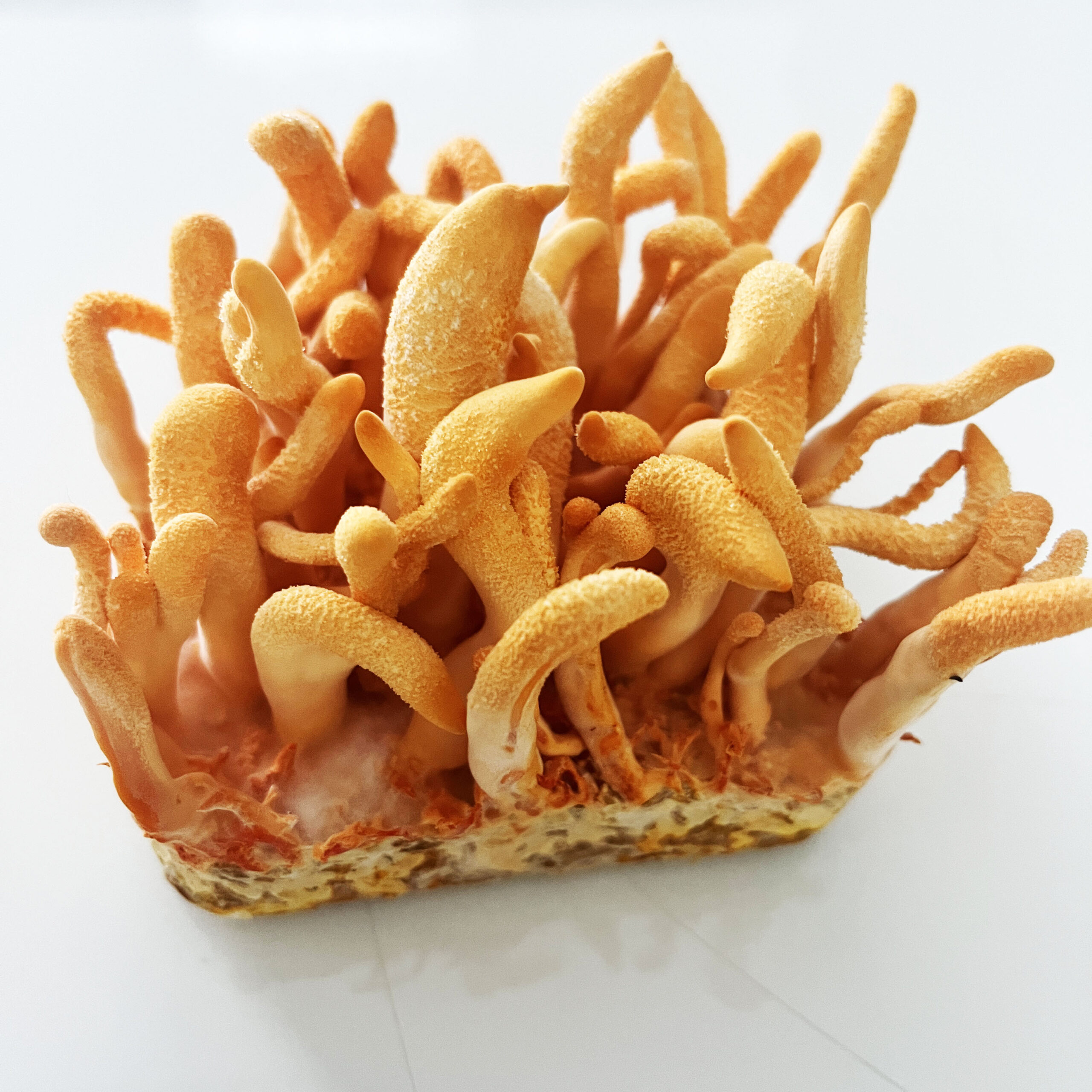 Cordyceps militaris płynna grzybnia 10ml - obrazek 3