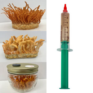 Cordyceps militaris płynna grzybnia 10ml