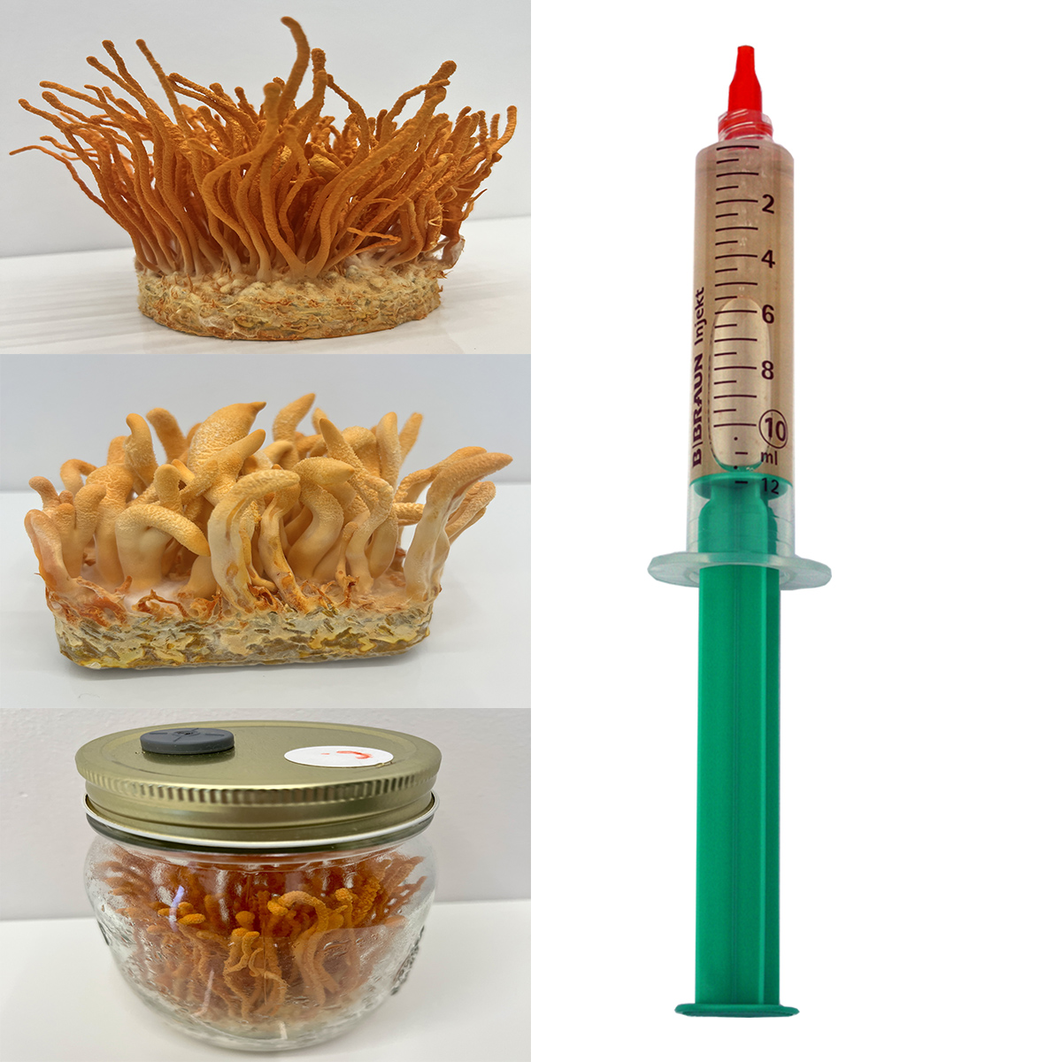 Cordyceps militaris płynna grzybnia 10ml