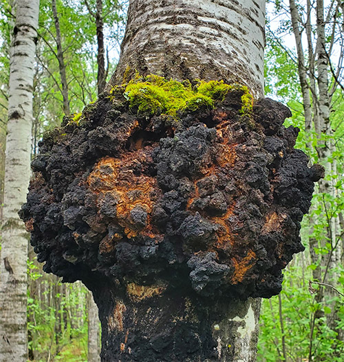 Chaga Inonotus obliquus BIO kapsułki 120 szt. - obrazek 3