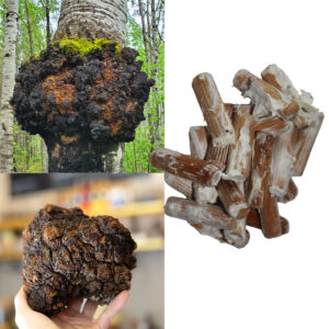 Chaga - Inonotus obliquus, grzybnia na kołkach 20 szt.