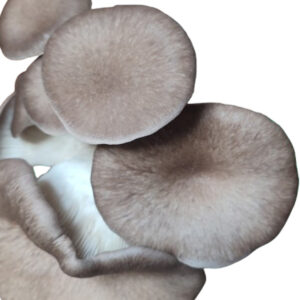 Black Pearl Oyster grzybnia na ziarnie 1l