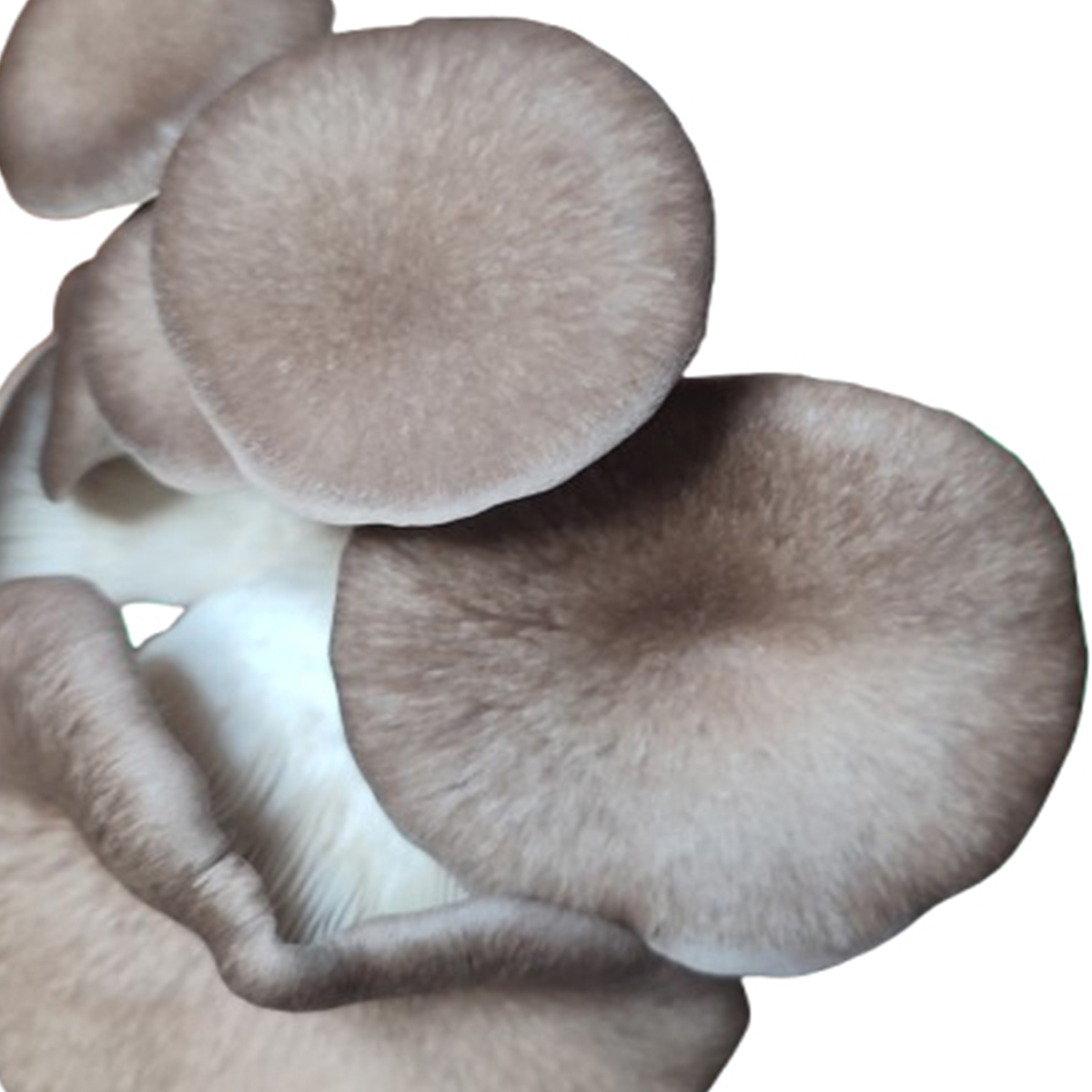 Black Pearl Oyster grzybnia na ziarnie 1l